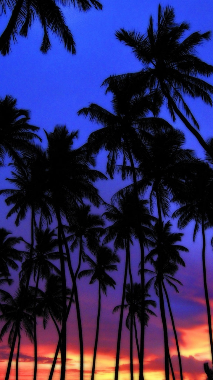 Silhouette of Palm Trees During Sunset. Wallpaper in 720x1280 Resolution