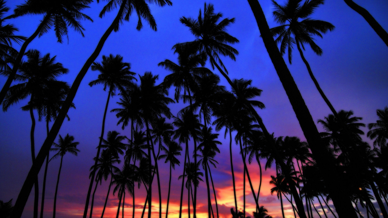 Silhouette de Palmiers au Coucher du Soleil. Wallpaper in 1280x720 Resolution