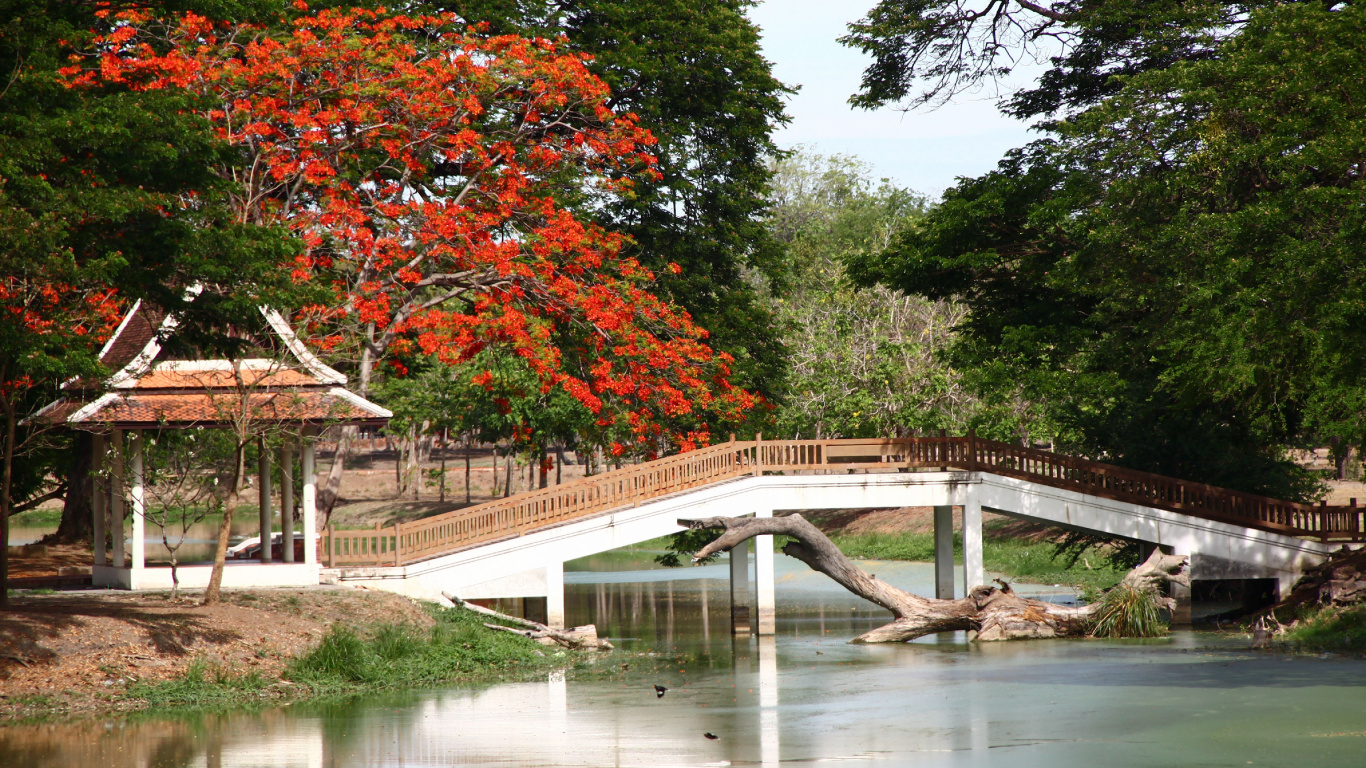 Pont en Bois Blanc Au-dessus de la Rivière. Wallpaper in 1366x768 Resolution