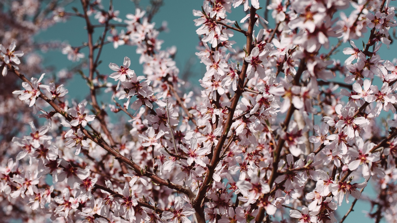 Kirschblüte, Tablet, Zweig, Baum, Blütenblatt. Wallpaper in 1280x720 Resolution