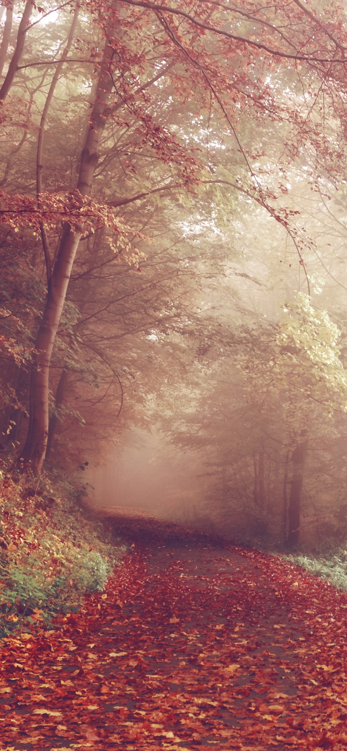 Braune Getrocknete Blätter Auf Dem Boden. Wallpaper in 1125x2436 Resolution