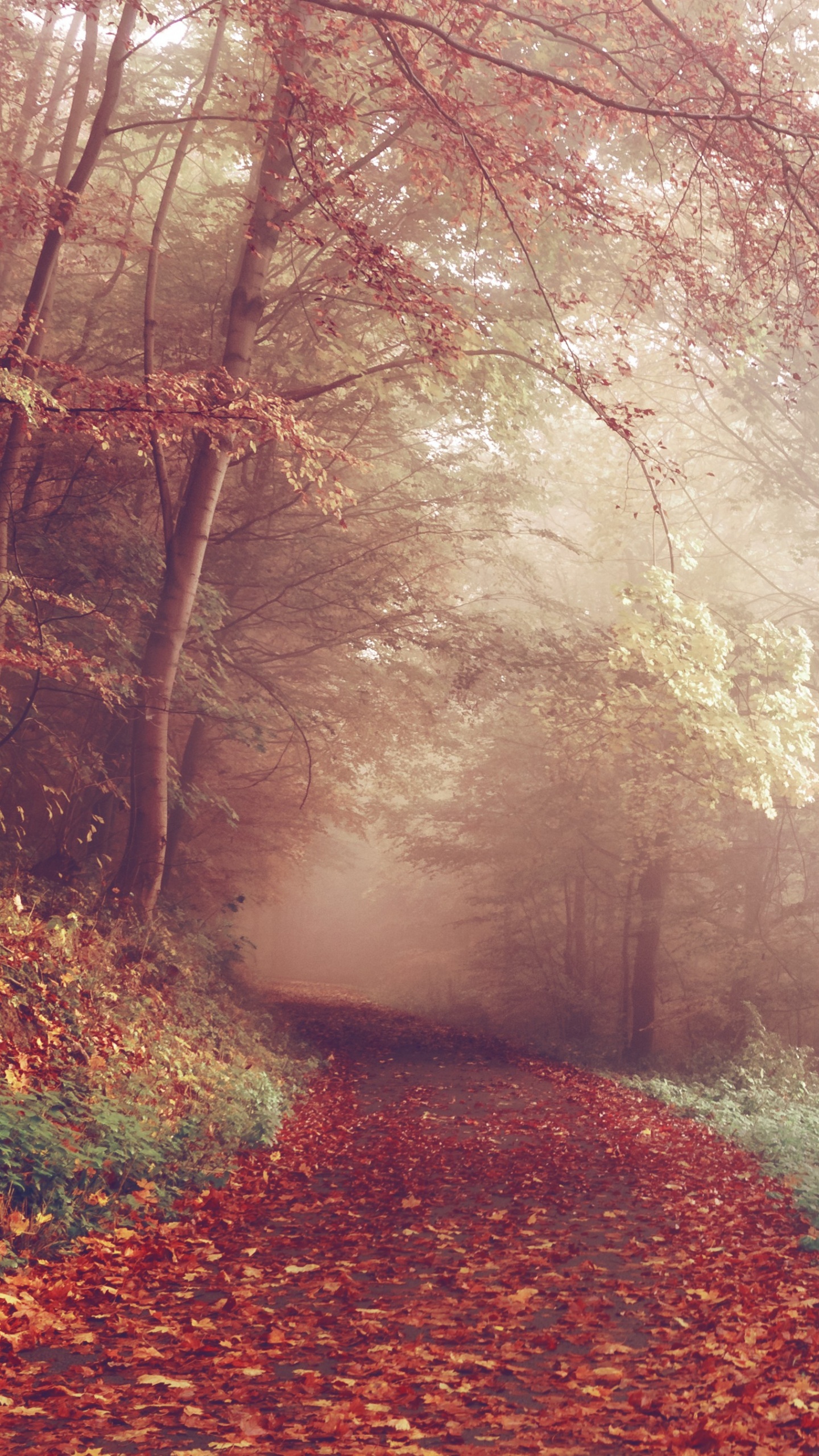 Braune Getrocknete Blätter Auf Dem Boden. Wallpaper in 1440x2560 Resolution