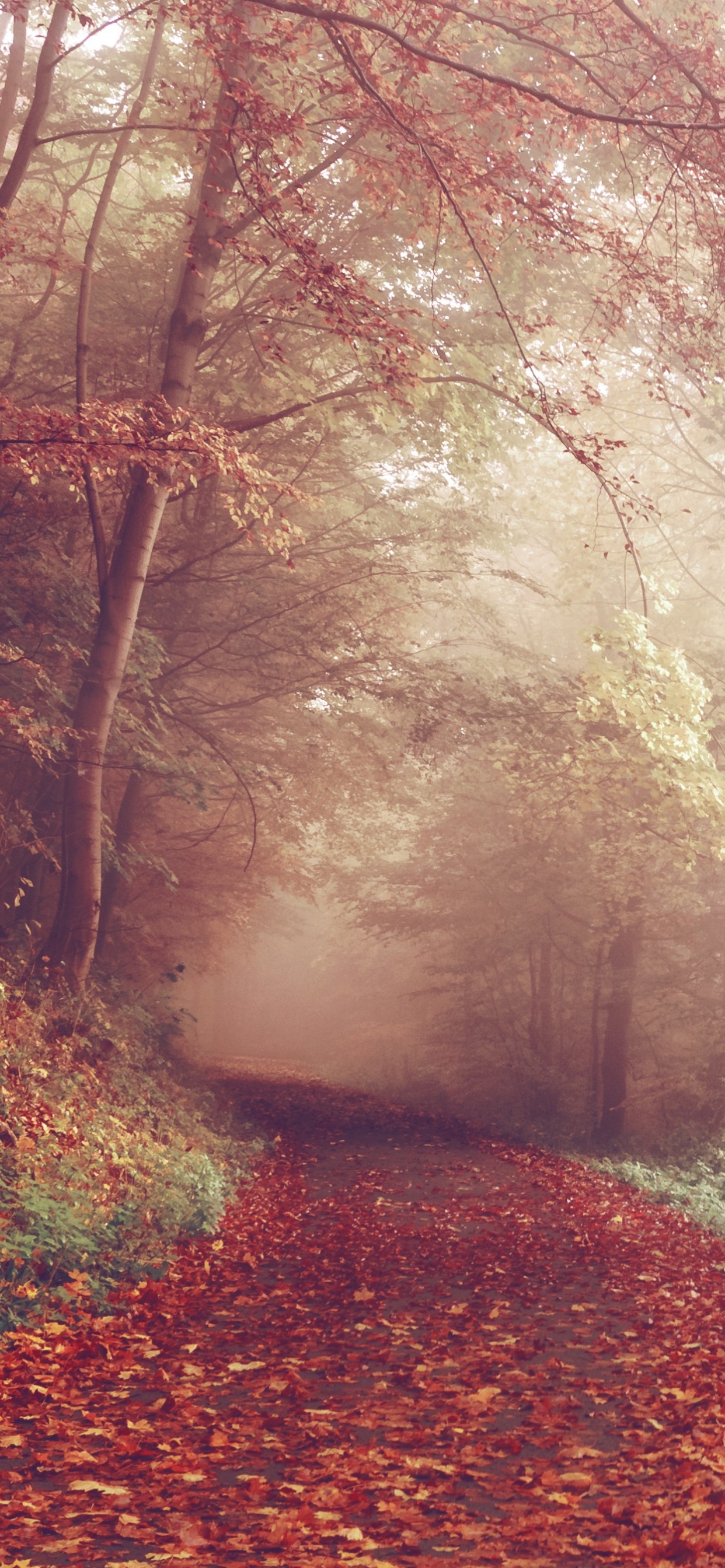 Brown Dried Leaves on The Ground. Wallpaper in 1242x2688 Resolution