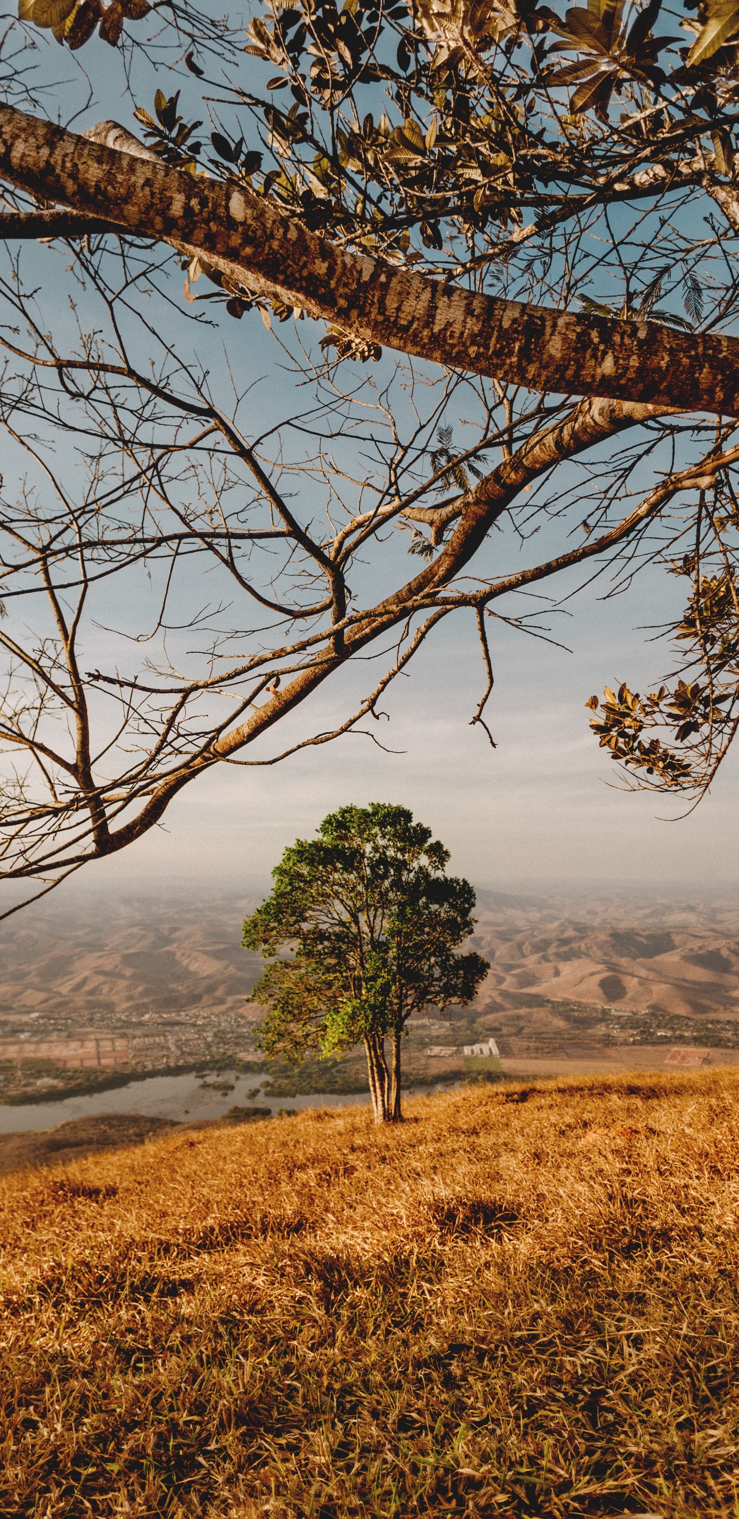 Woody Pflanze, Baum, Naturlandschaft, Natur, Branch. Wallpaper in 1440x2960 Resolution