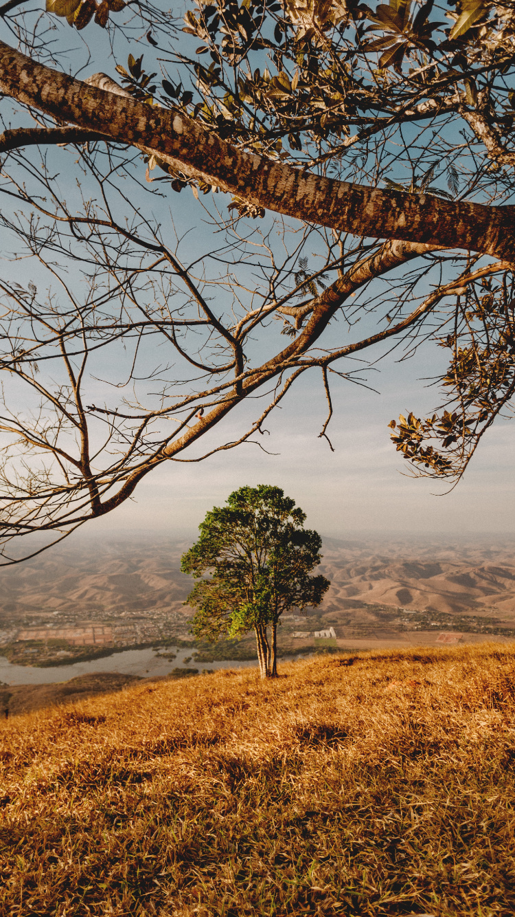 Woody Pflanze, Baum, Naturlandschaft, Natur, Branch. Wallpaper in 750x1334 Resolution