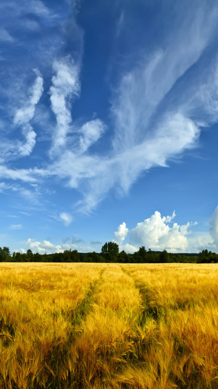 Grüne Wiese Unter Blauem Himmel Und Weißen Wolken Tagsüber. Wallpaper in 750x1334 Resolution