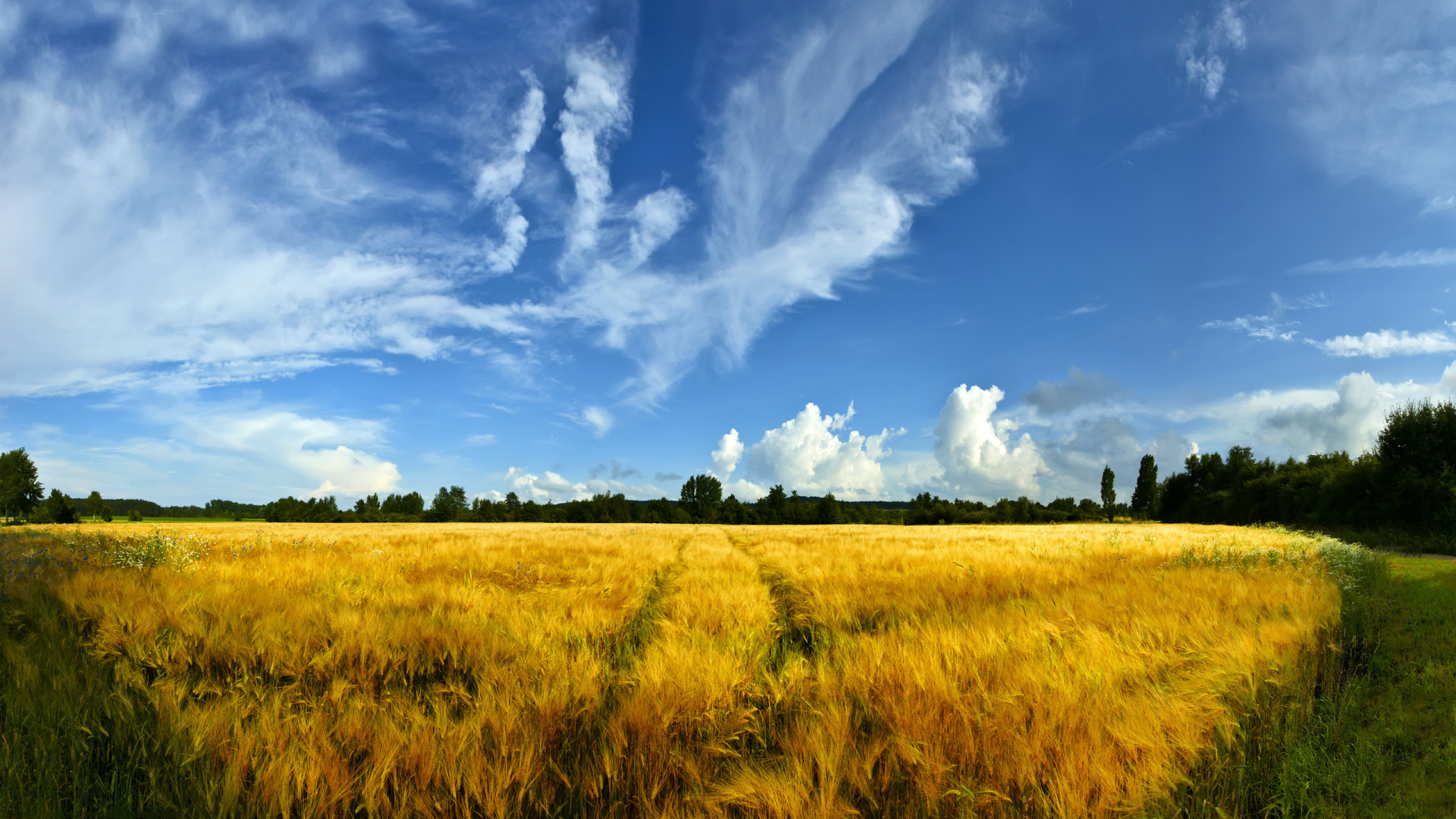 Champ D'herbe Verte Sous Ciel Bleu et Nuages Blancs Pendant la Journée. Wallpaper in 1920x1080 Resolution