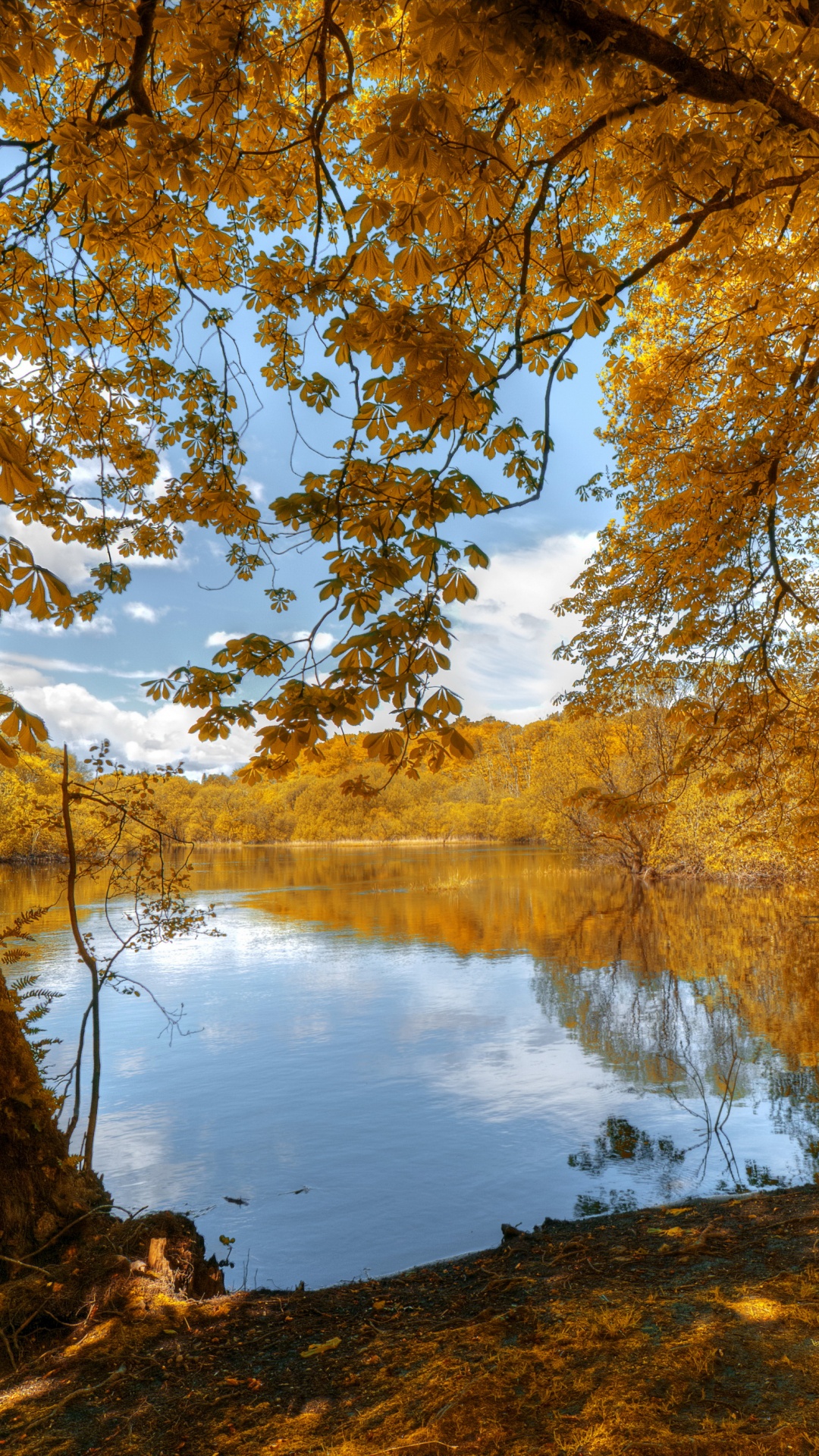 Brown Trees Near Lake During Daytime. Wallpaper in 1080x1920 Resolution