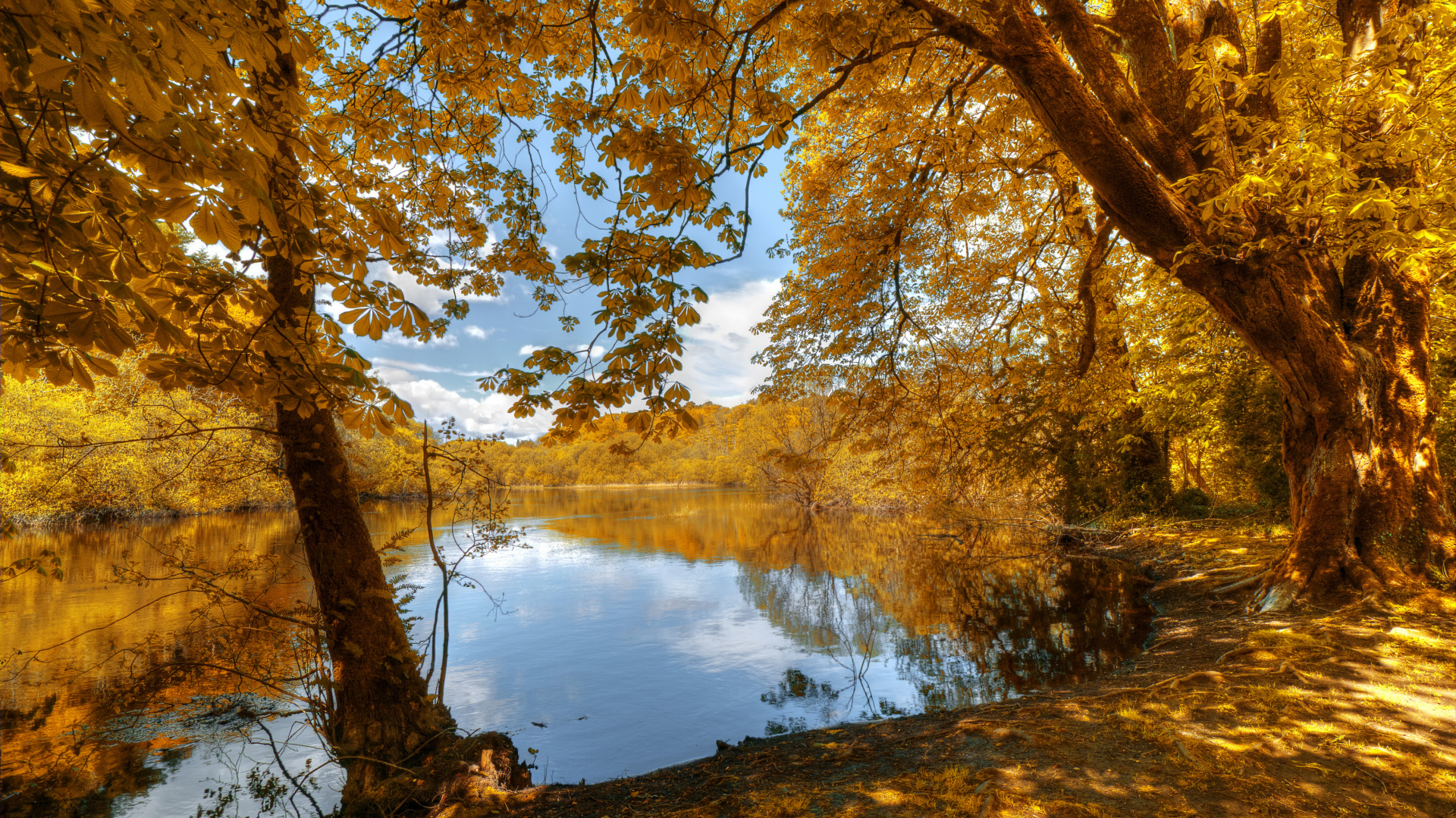 Brown Trees Near Lake During Daytime. Wallpaper in 1920x1080 Resolution