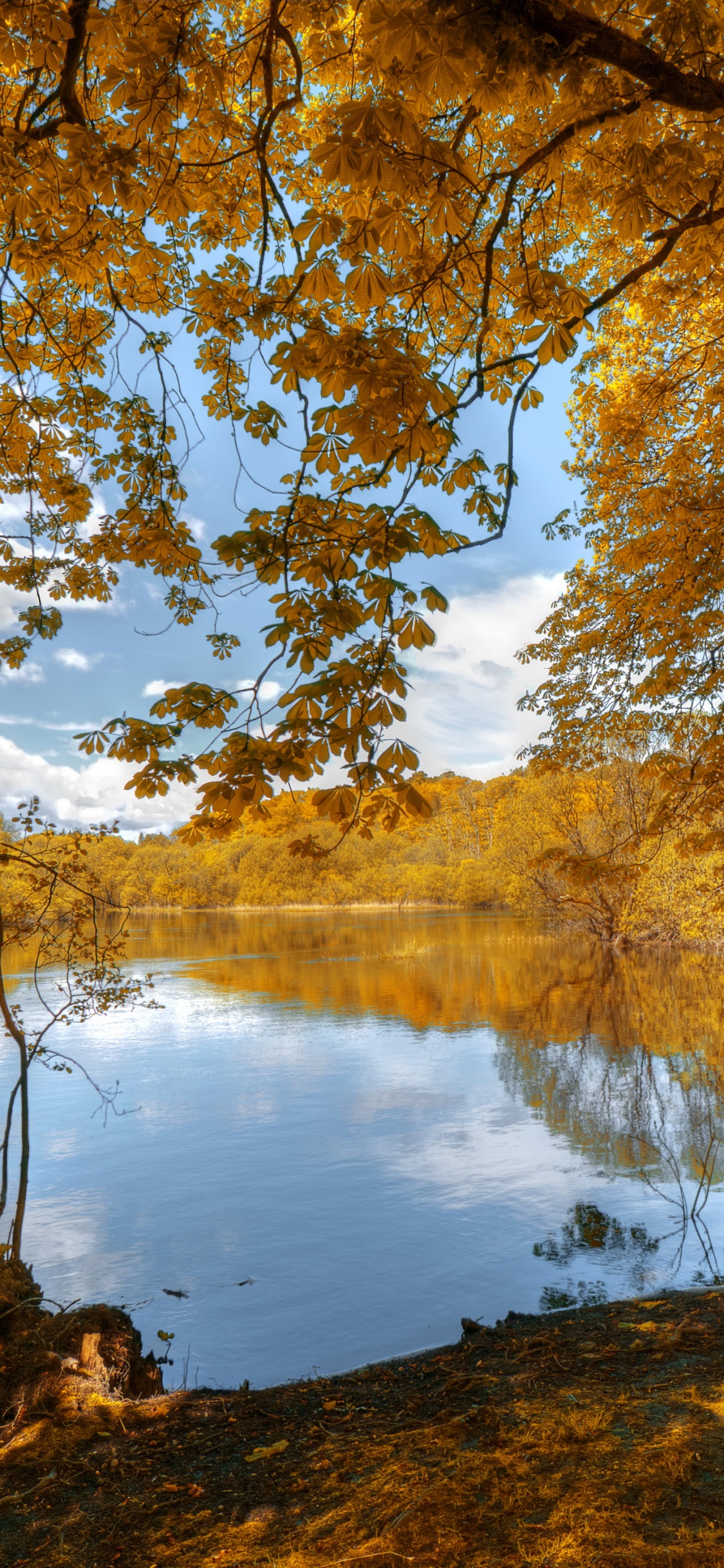 Braune Bäume in Der Nähe Des Sees Tagsüber. Wallpaper in 1125x2436 Resolution