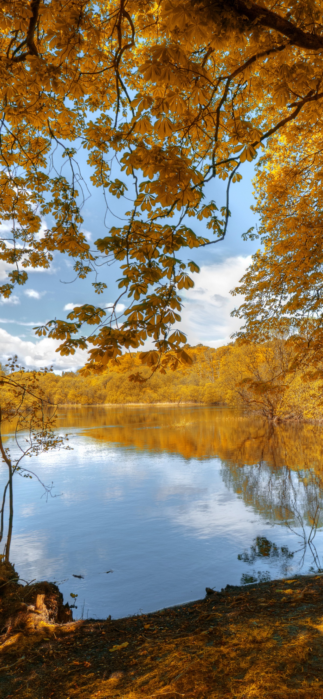 Arbres Bruns Près du Lac Pendant la Journée. Wallpaper in 1242x2688 Resolution