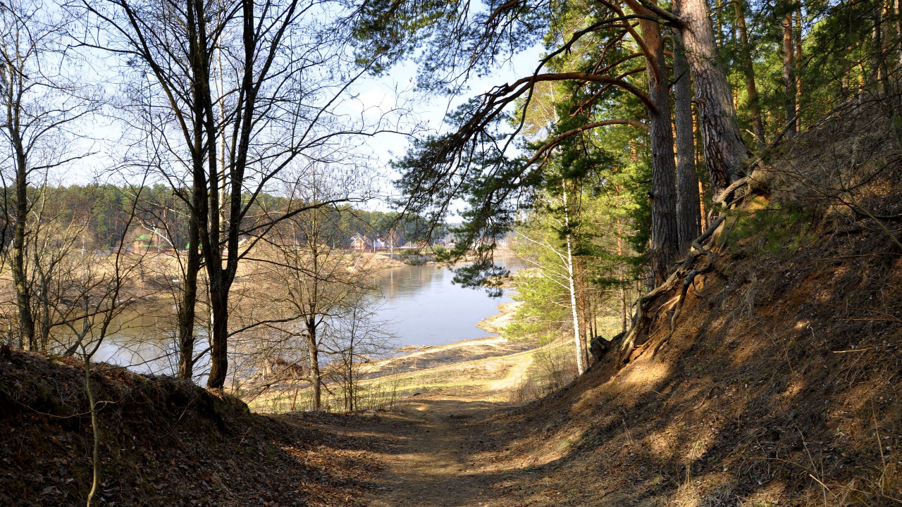 Brown Trees Near River During Daytime. Wallpaper in 1280x720 Resolution