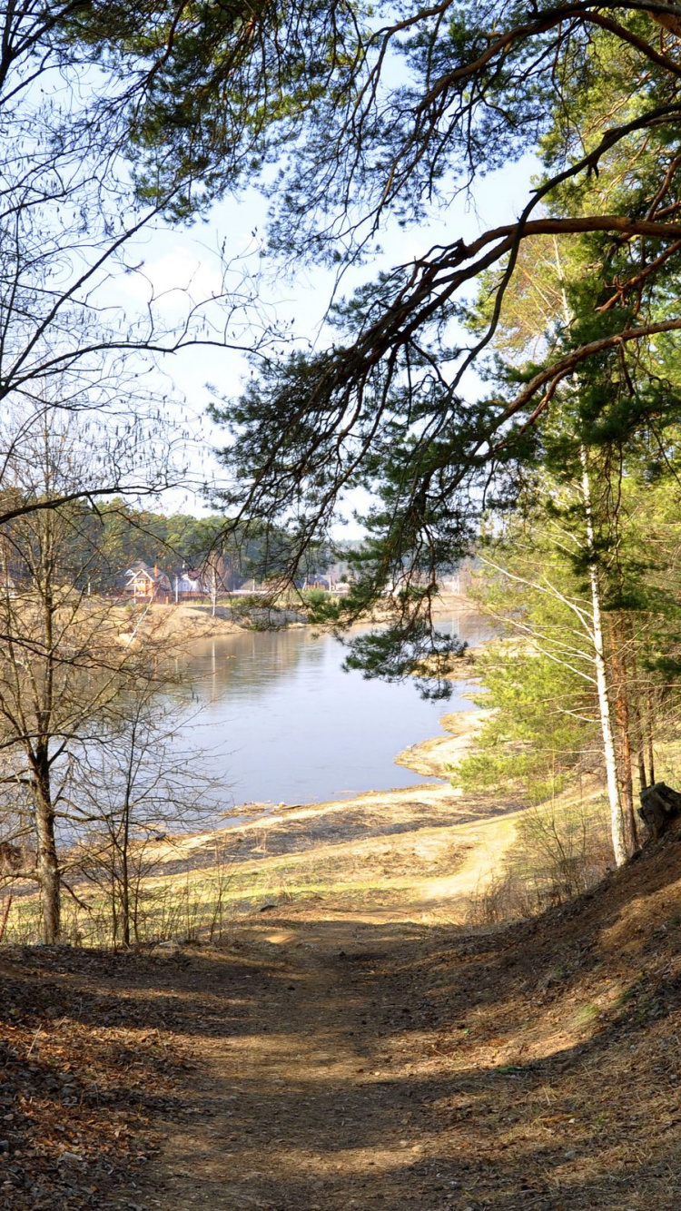 Brown Trees Near River During Daytime. Wallpaper in 750x1334 Resolution