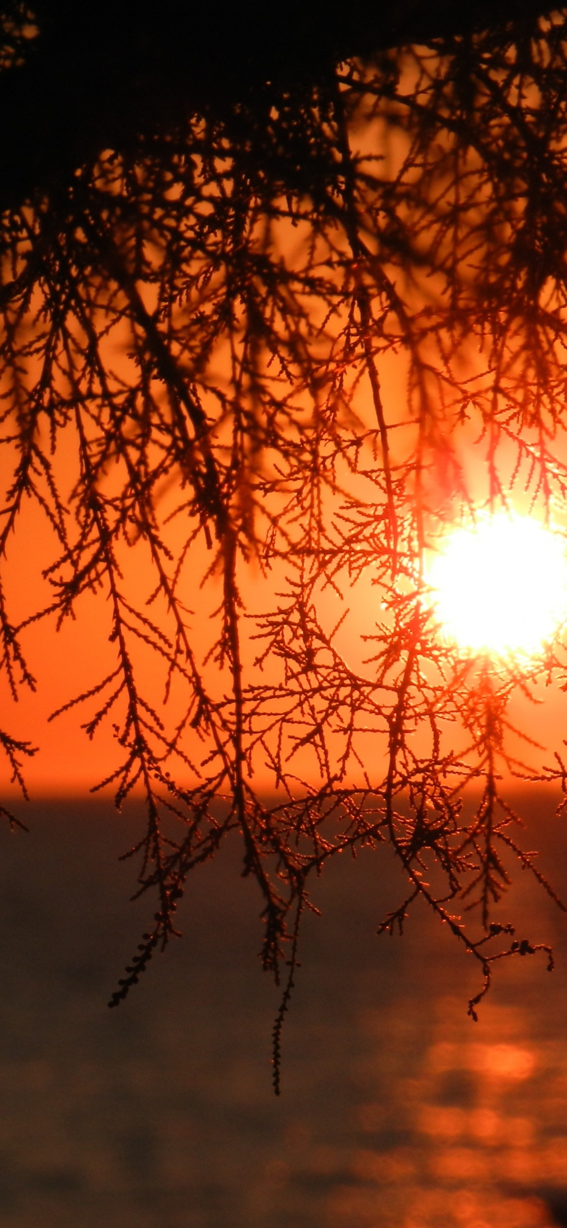 Sonnenuntergang, Branch, Natur, Sonnenaufgang, Afterglow. Wallpaper in 1125x2436 Resolution