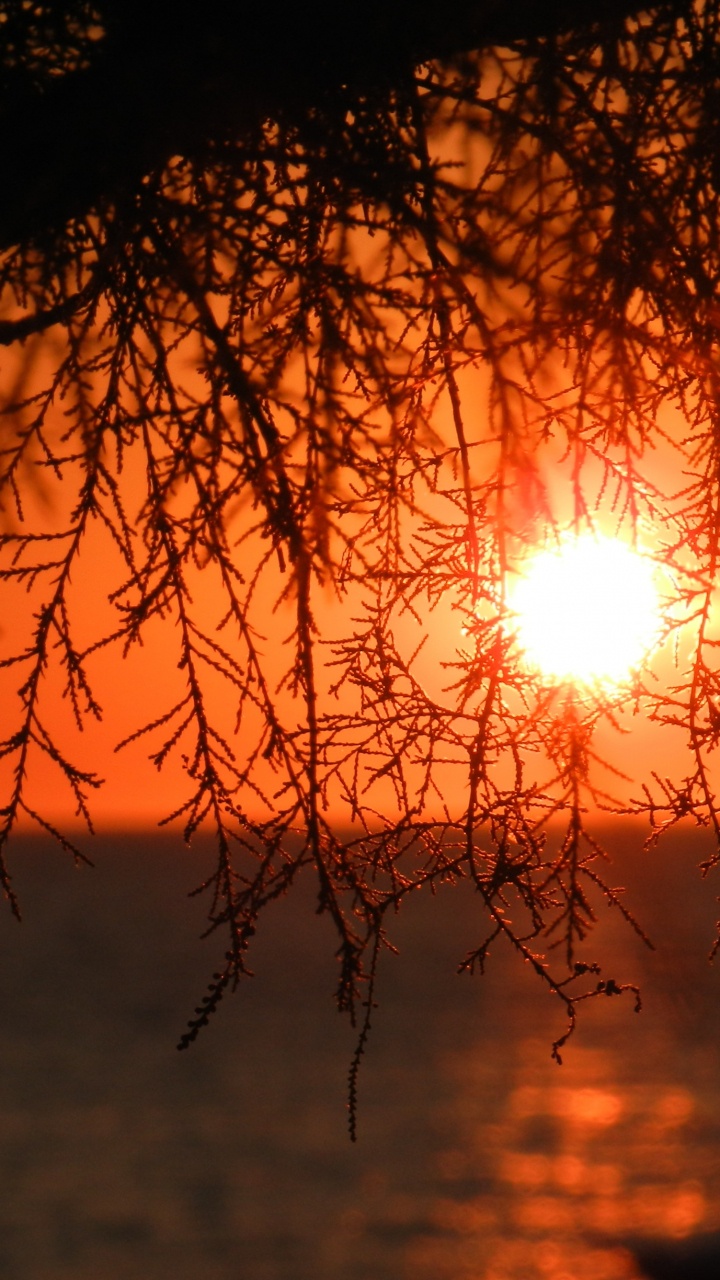 Sonnenuntergang, Branch, Natur, Sonnenaufgang, Afterglow. Wallpaper in 720x1280 Resolution