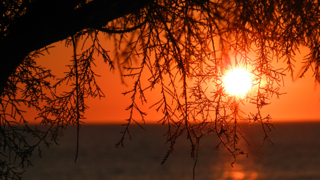 Puesta, Sucursal, Naturaleza, Afterglow, Agua. Wallpaper in 1280x720 Resolution