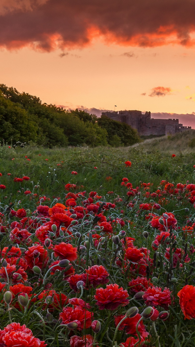 Red Flower Field Under Cloudy Sky During Daytime. Wallpaper in 750x1334 Resolution