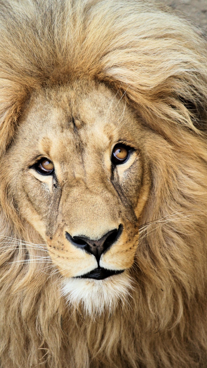 Lion Lying on Green Grass. Wallpaper in 720x1280 Resolution