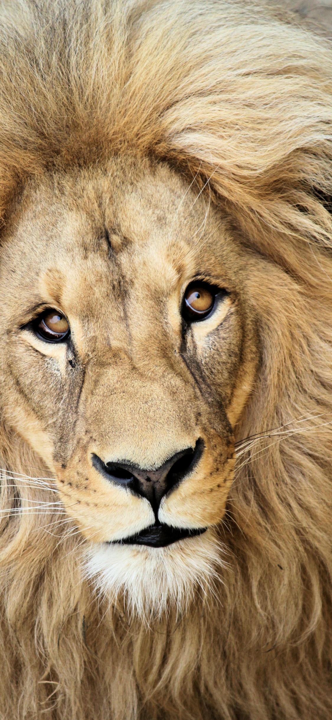 Löwe Liegt Auf Grünem Gras. Wallpaper in 1125x2436 Resolution