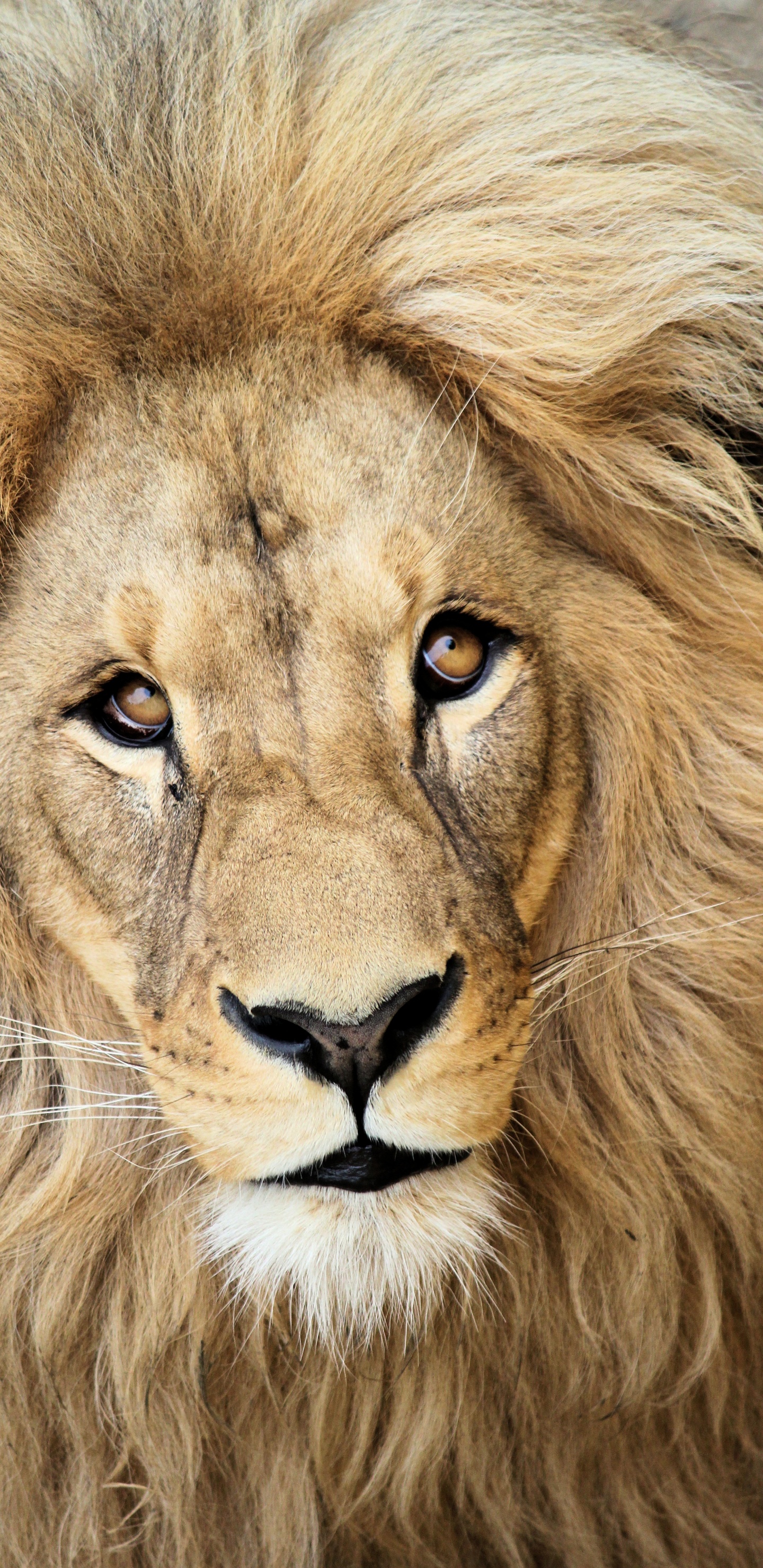 Lion Couché Sur L'herbe Verte. Wallpaper in 1440x2960 Resolution