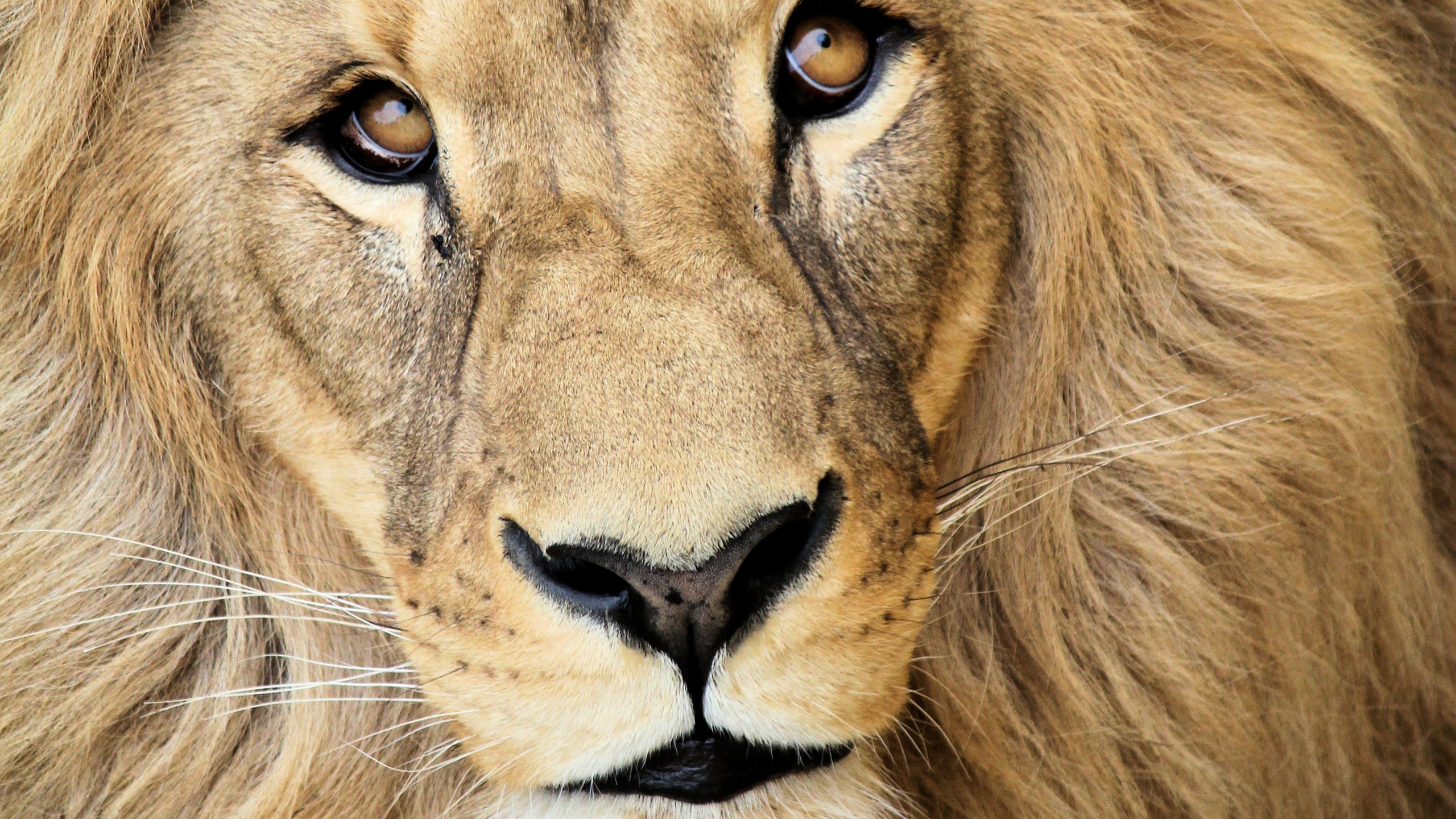 Lion Couché Sur L'herbe Verte. Wallpaper in 2560x1440 Resolution