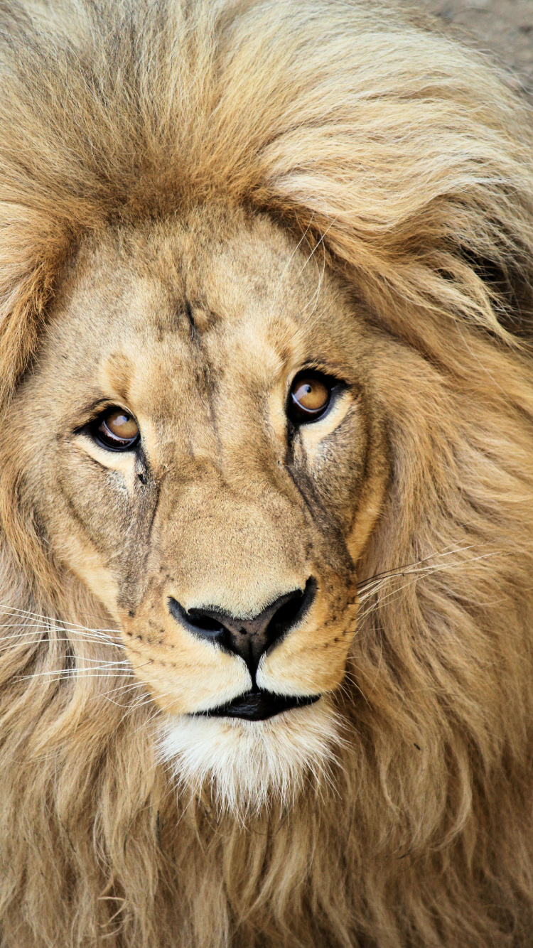 Lion Couché Sur L'herbe Verte. Wallpaper in 750x1334 Resolution