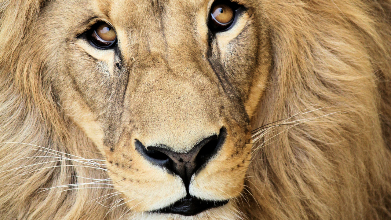 León Acostado Sobre la Hierba Verde. Wallpaper in 1280x720 Resolution