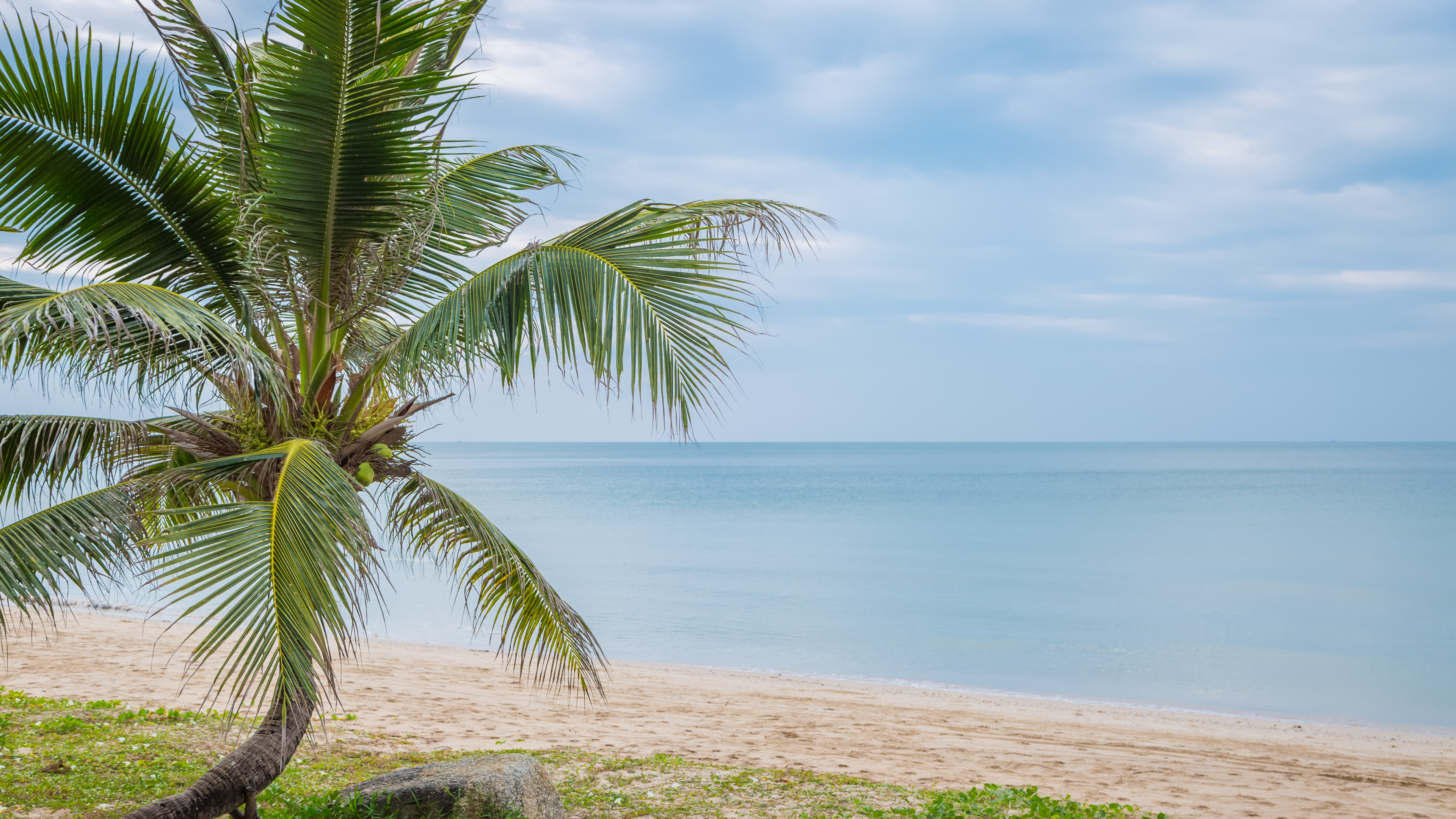 大海, 陆地上的植物 壁纸 3840x2160 允许