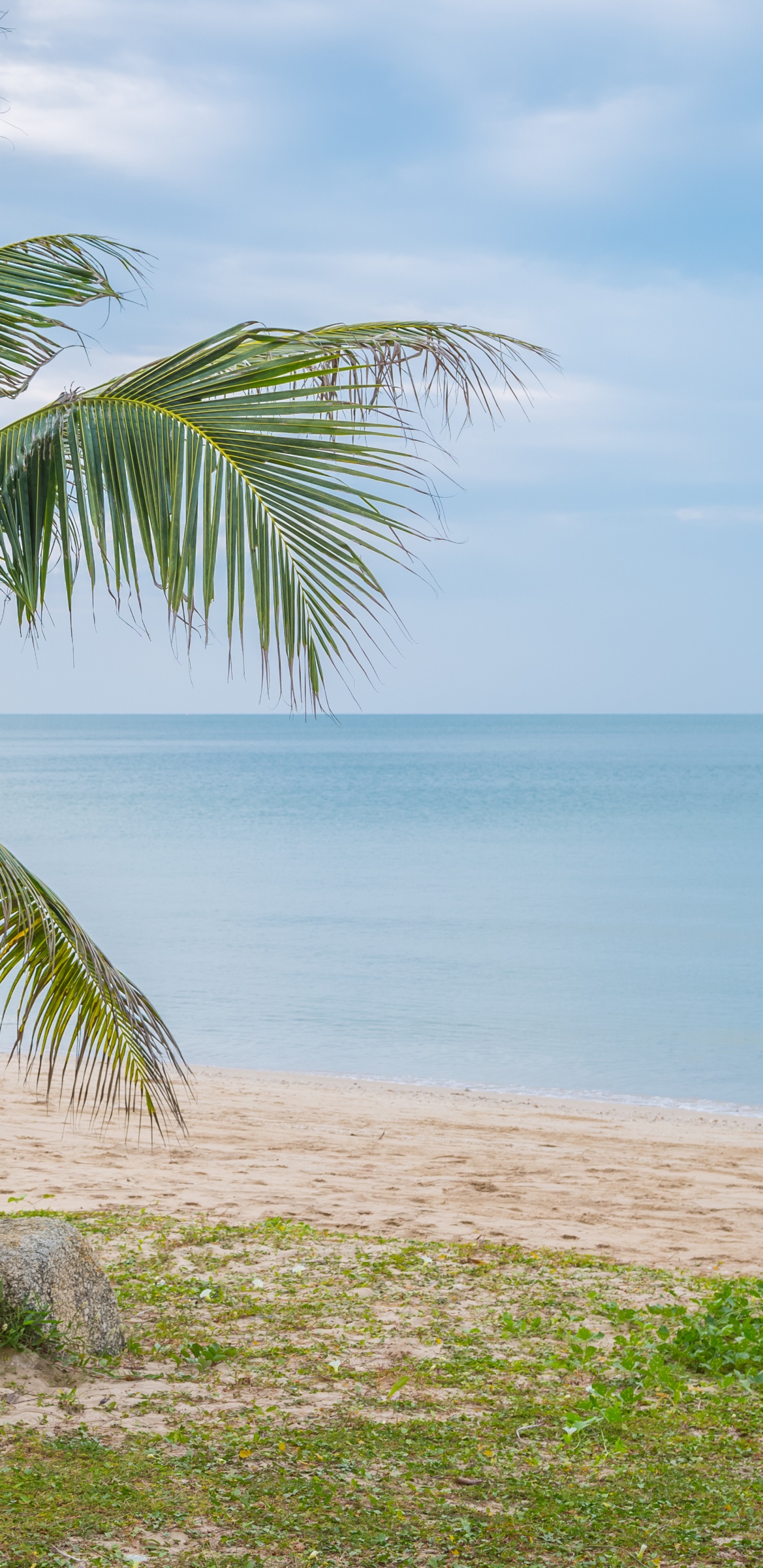 Mar, Playa, Agua, Coco, Planta Terrestre. Wallpaper in 1440x2960 Resolution