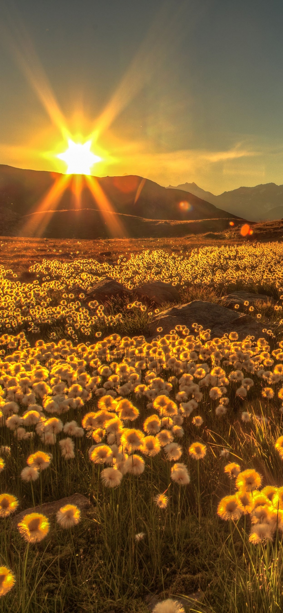 Campo de Flores Amarillas Cerca Del Lago Durante la Puesta de Sol. Wallpaper in 1125x2436 Resolution