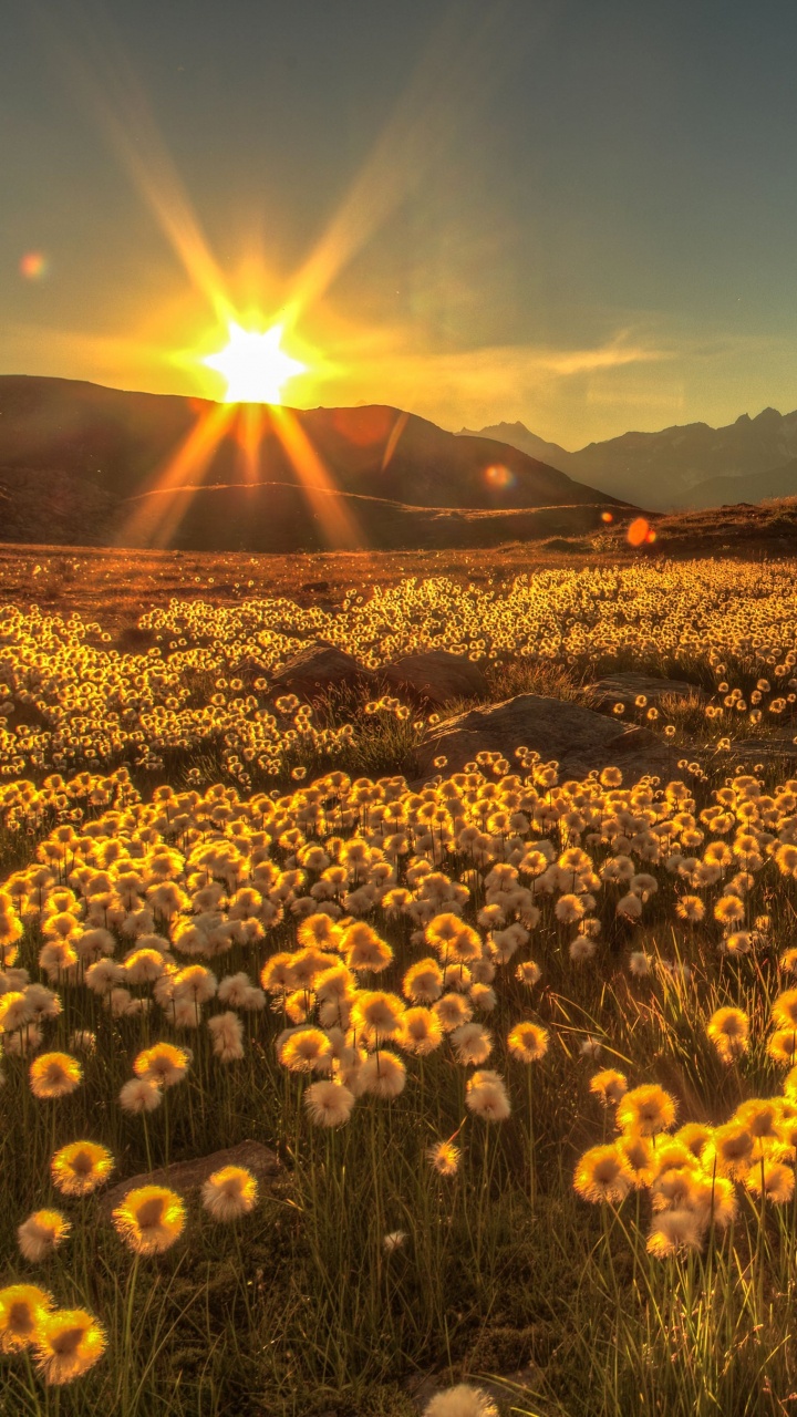 Campo de Flores Amarillas Cerca Del Lago Durante la Puesta de Sol. Wallpaper in 720x1280 Resolution