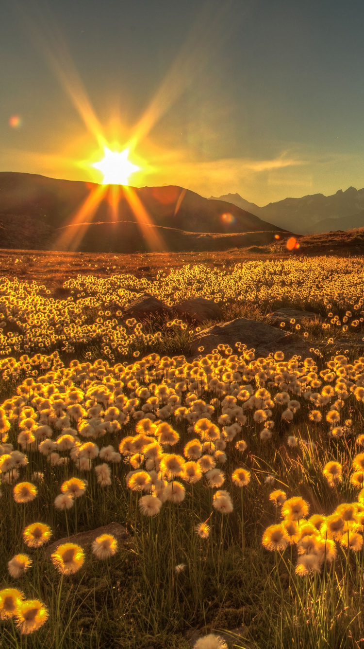 Campo de Flores Amarillas Cerca Del Lago Durante la Puesta de Sol. Wallpaper in 750x1334 Resolution