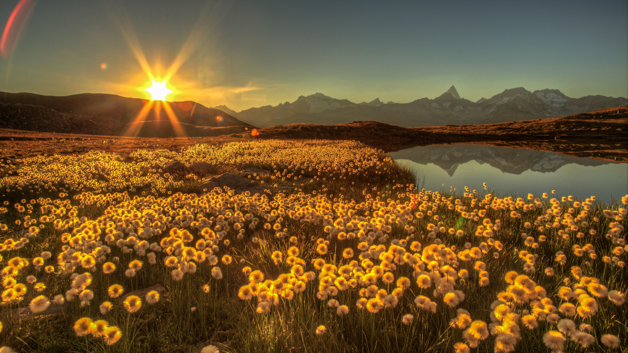 Gelbes Blumenfeld in Der Nähe Des Sees Während Des Sonnenuntergangs. Wallpaper in 1280x720 Resolution