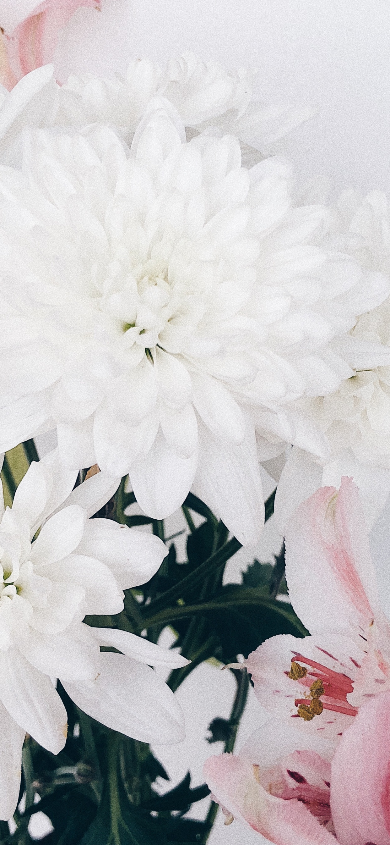 Cut Flowers, Floral Design, Flower, Flowering Plant, Flower Bouquet. Wallpaper in 1242x2688 Resolution