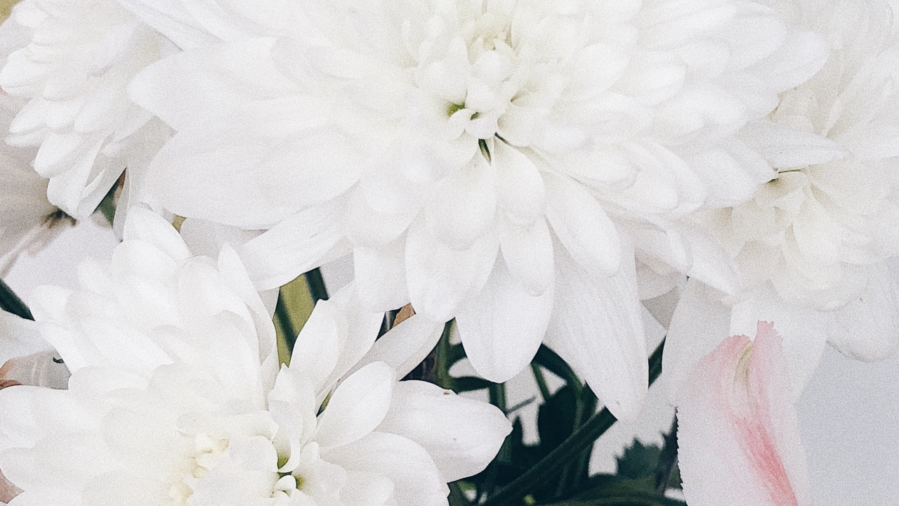 Cut Flowers, Floral Design, Flower, Flowering Plant, Flower Bouquet. Wallpaper in 1280x720 Resolution