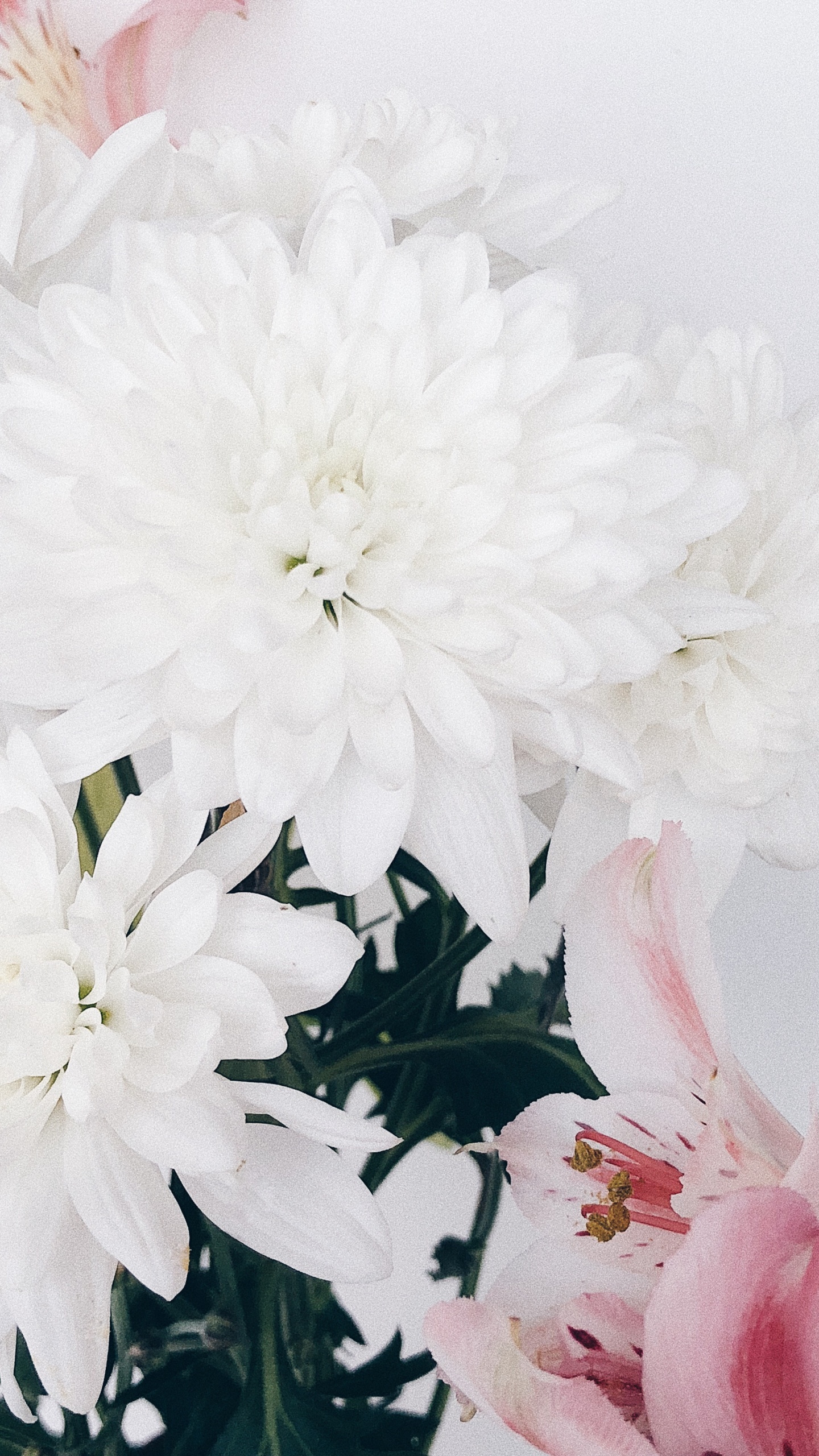 Cut Flowers, Floral Design, Flower, Flowering Plant, Flower Bouquet. Wallpaper in 1440x2560 Resolution