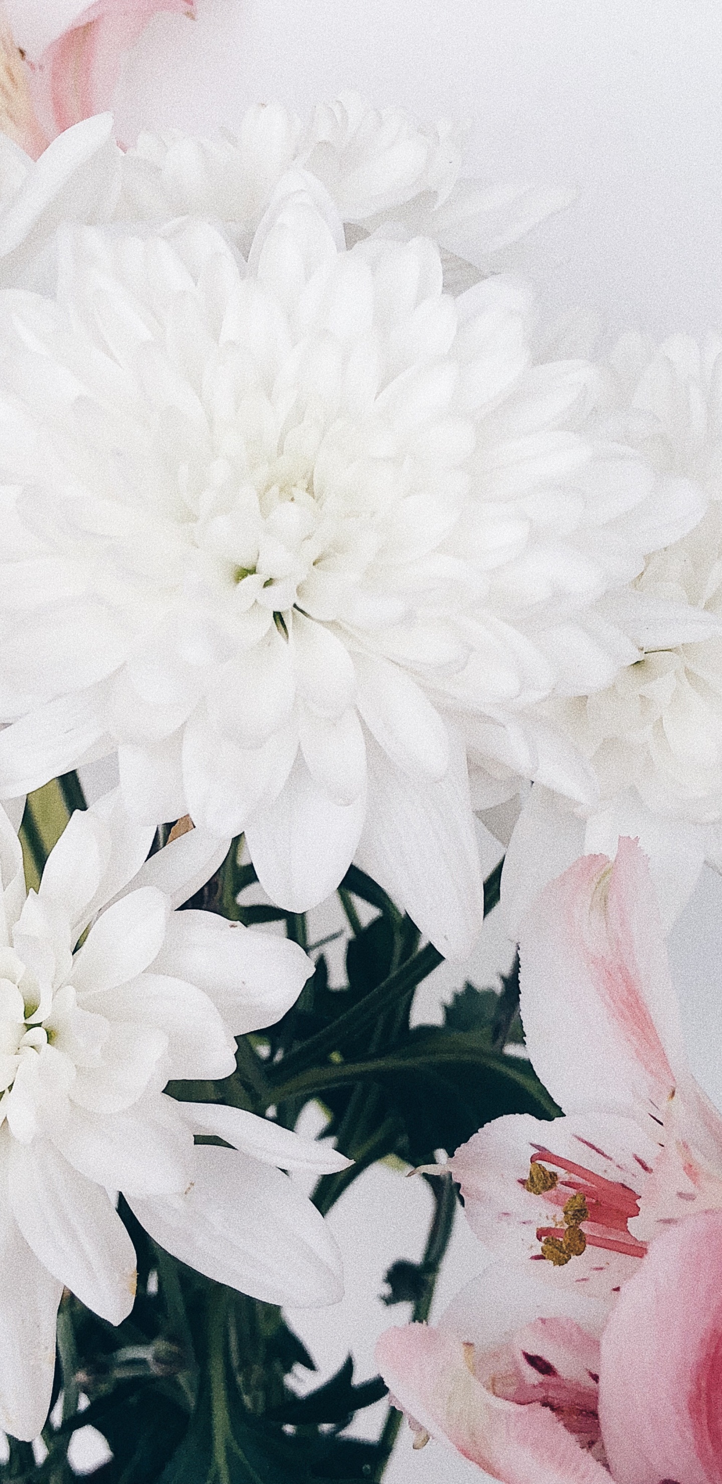 Cut Flowers, Floral Design, Flower, Flowering Plant, Flower Bouquet. Wallpaper in 1440x2960 Resolution