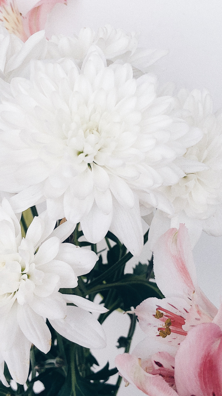 Cut Flowers, Floral Design, Flower, Flowering Plant, Flower Bouquet. Wallpaper in 750x1334 Resolution