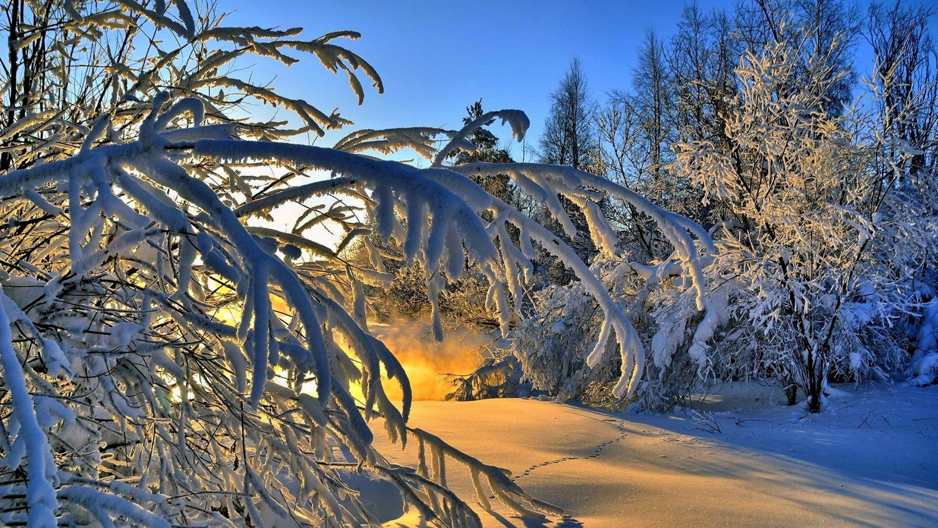 Brown Sand With Green Trees During Daytime. Wallpaper in 1920x1080 Resolution
