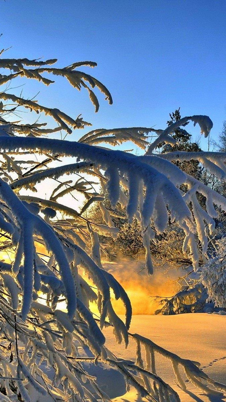 Brown Sand With Green Trees During Daytime. Wallpaper in 750x1334 Resolution