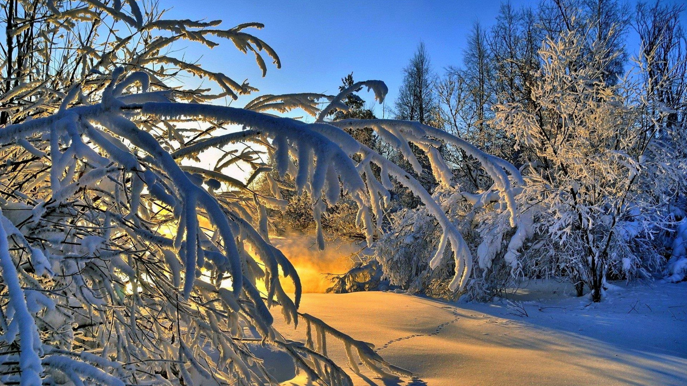 阳光, 日落, 冬天, 性质, 冻结 壁纸 1366x768 允许