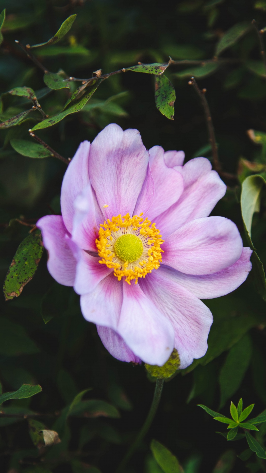 Purple Flower With Green Leaves. Wallpaper in 1080x1920 Resolution