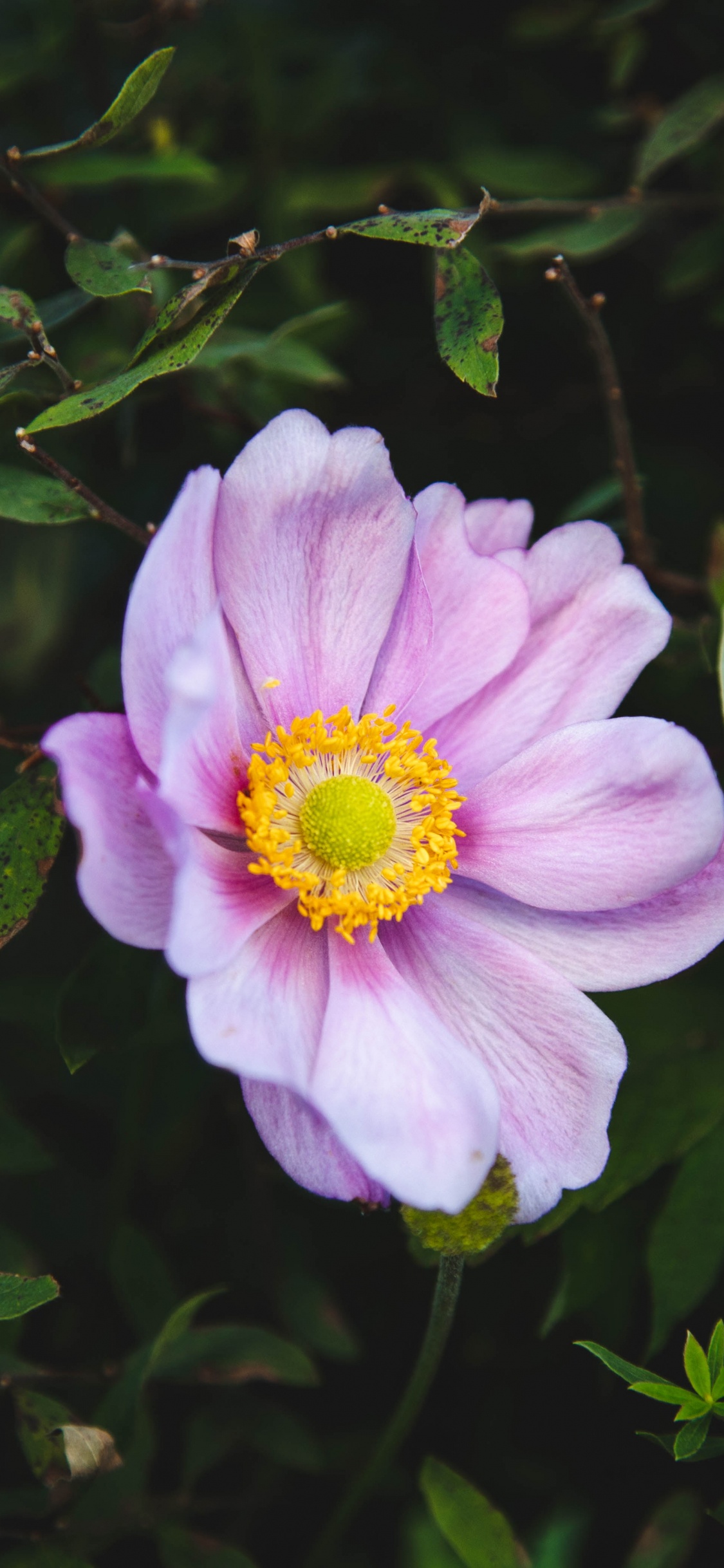 Purple Flower With Green Leaves. Wallpaper in 1125x2436 Resolution