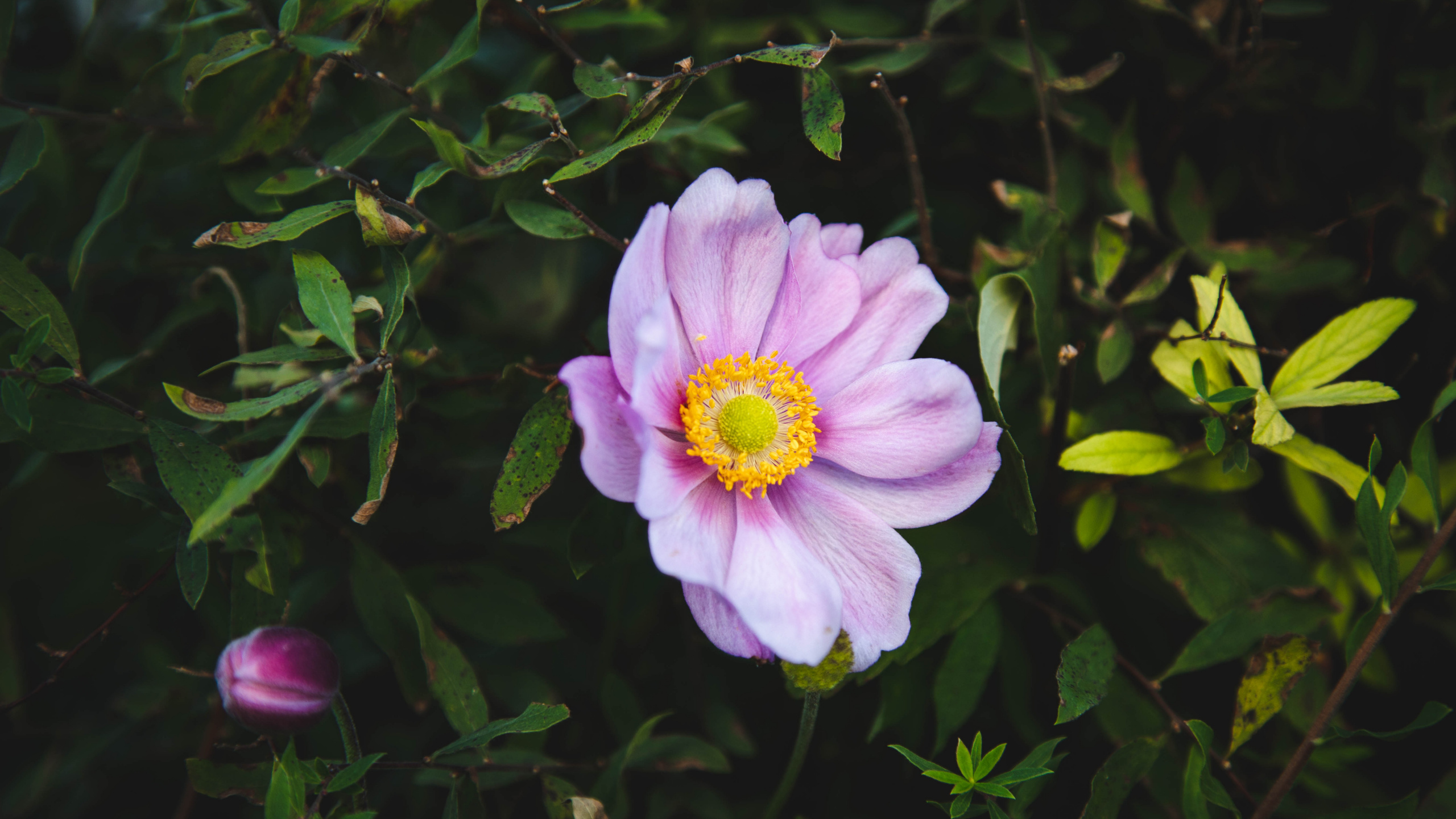 Purple Flower With Green Leaves. Wallpaper in 2560x1440 Resolution