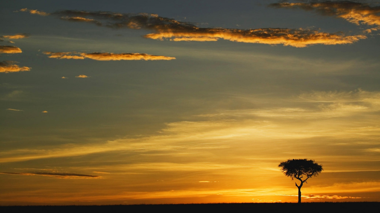 Silhouette of Tree During Sunset. Wallpaper in 1280x720 Resolution