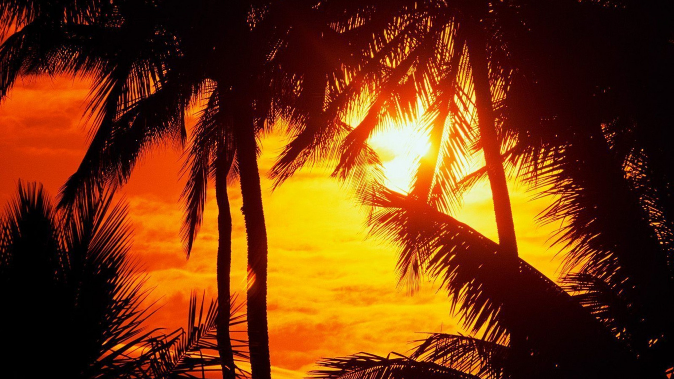 Palme in Der Nähe Eines Gewässers Bei Sonnenuntergang. Wallpaper in 1366x768 Resolution