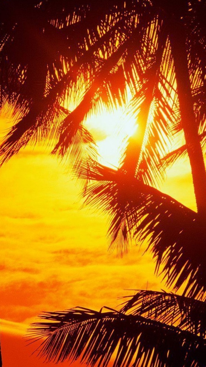 Palme in Der Nähe Eines Gewässers Bei Sonnenuntergang. Wallpaper in 720x1280 Resolution