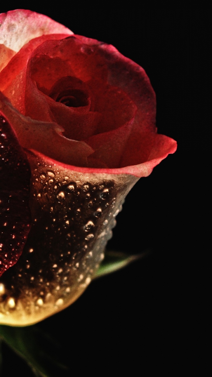 Pink Rose With Water Droplets. Wallpaper in 720x1280 Resolution