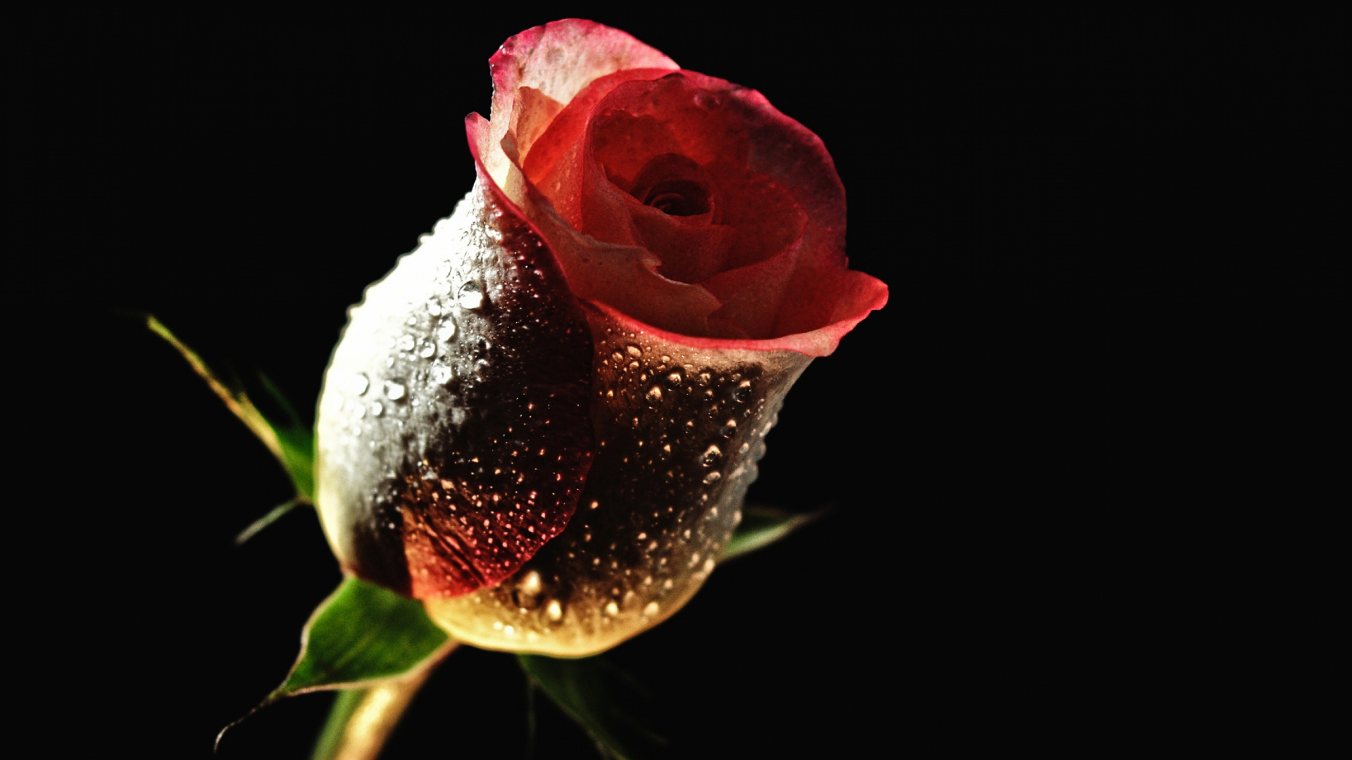 Rose Rose Avec Des Gouttelettes D'eau. Wallpaper in 1920x1080 Resolution