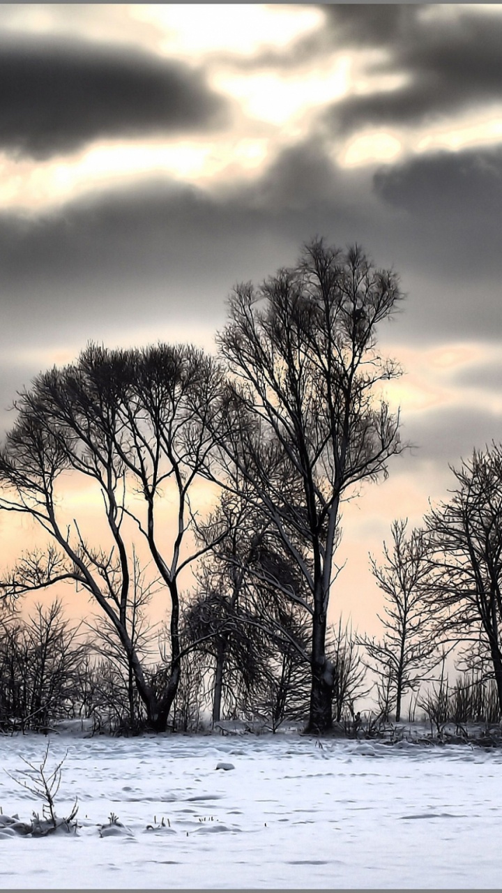Leafless Trees on Snow Covered Ground During Sunset. Wallpaper in 720x1280 Resolution